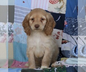 Cock-A-Poo Puppy for sale in FREDERICKSBG, OH, USA