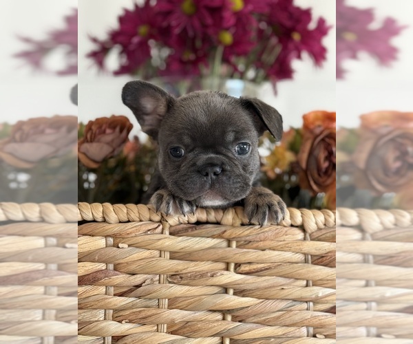 Medium Photo #1 French Bulldog Puppy For Sale in BILLINGS, MT, USA