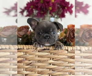 Medium French Bulldog