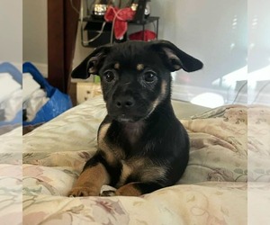 Chiweenie Dogs for adoption in Princeton, MN, USA