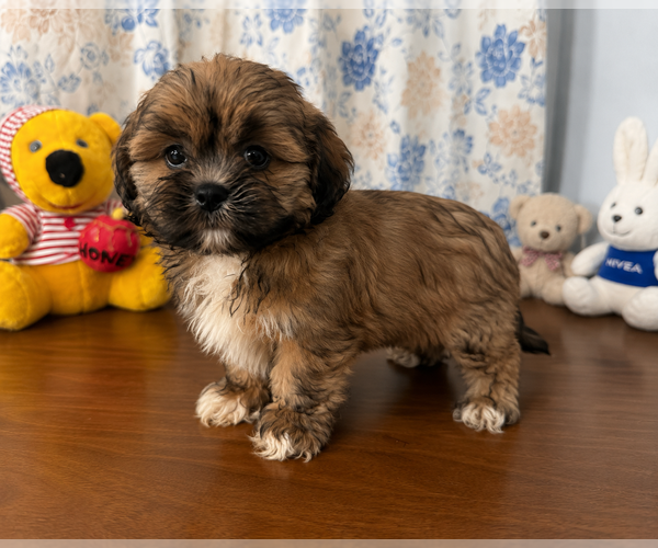 Medium Photo #20 Lhasa Apso Puppy For Sale in DURHAM, CT, USA