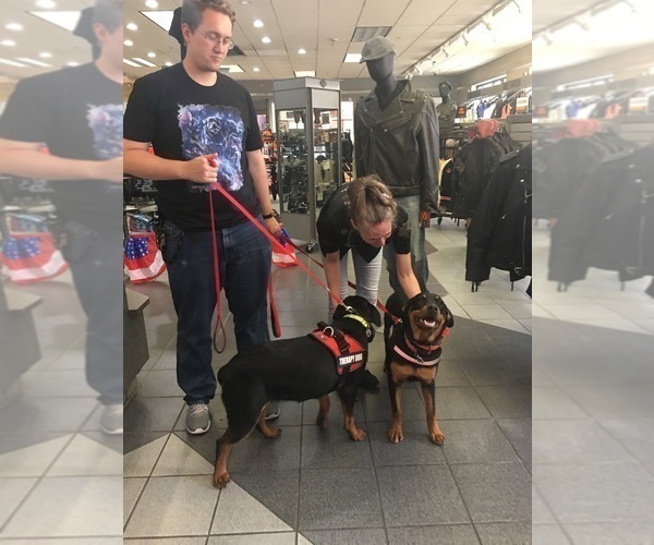 Medium Photo #9 Rottweiler Puppy For Sale in CHARLESTON, WV, USA
