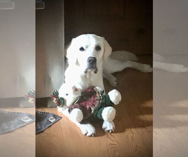 Medium Photo #13 English Cream Golden Retriever-Labrador Retriever Mix Puppy For Sale in FORT COLLINS, CO, USA