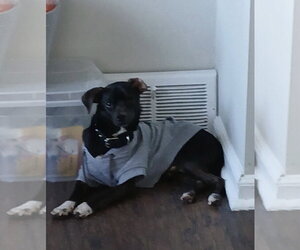 Mack - Male Chiweenie Dog for Adoption - Photo #5