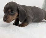 Small #13 Dachshund