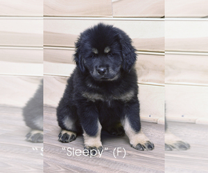 Saint Bernard Puppy for sale in INDEPENDENCE, VA, USA