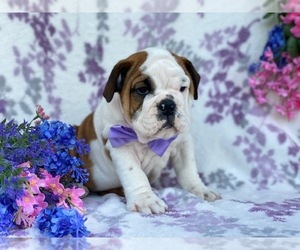 English Bulldog Puppy for sale in HONEY BROOK, PA, USA