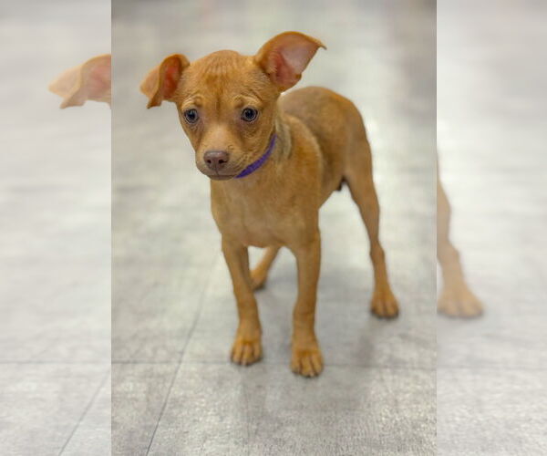 Medium Photo #3 Chihuahua-Unknown Mix Puppy For Sale in PIPE CREEK, TX, USA