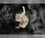 Puppy 1 Shih Tzu