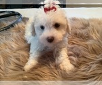 Small #1 Maltipoo