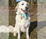Small #4 Great Pyrenees