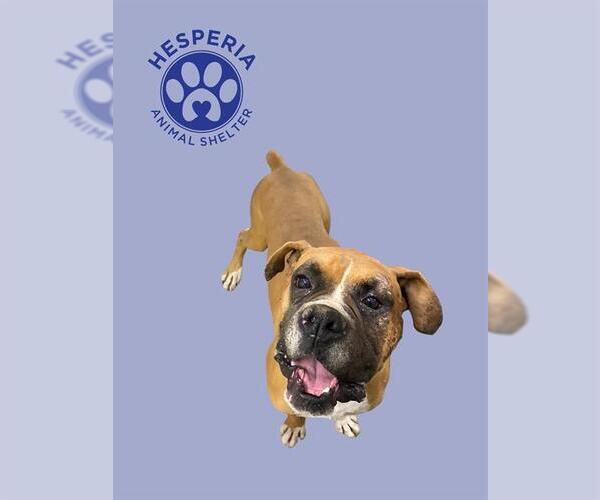 Medium Photo #1 Boxer Puppy For Sale in HESPERIA, CA, USA