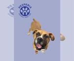 Small Boxer