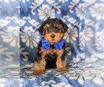 Small Photo #7 YorkiePoo Puppy For Sale in LINCOLN UNIV, PA, USA