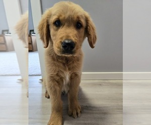 Golden Retriever Puppy for sale in WILLIAMSTOWN, KY, USA