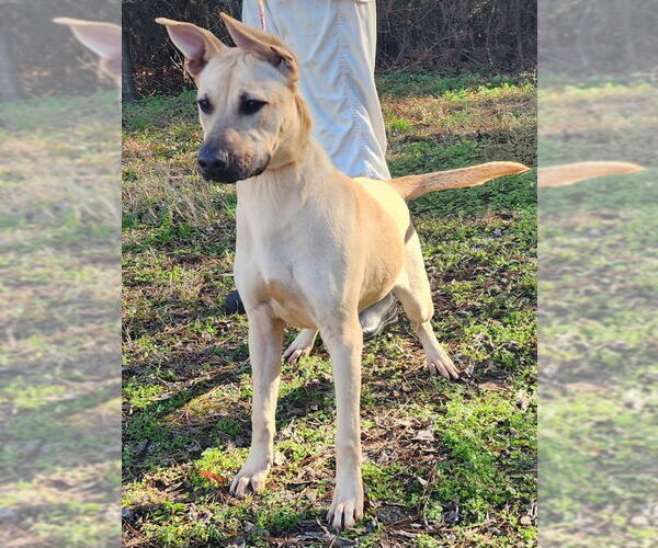 Medium Photo #1 Labrador Retriever-Unknown Mix Puppy For Sale in Wetumpka, AL, USA