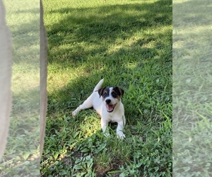 Jack Russell Terrier Puppy for sale in BENTON, IL, USA