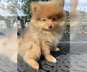 Pomeranian Puppy for sale in CHESAPEAKE, VA, USA