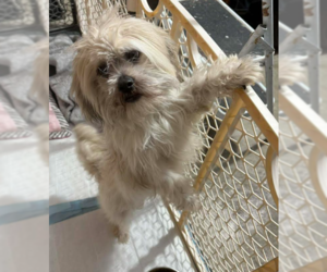 Shih Tzu-Unknown Mix Dogs for adoption in Cranston, RI, USA