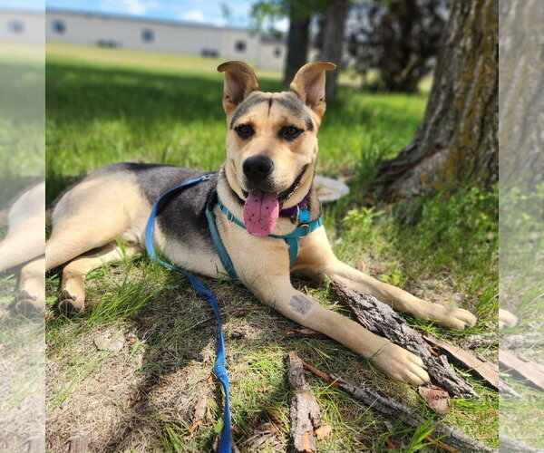 Medium Photo #4 Mutt Puppy For Sale in Fargo, ND, USA