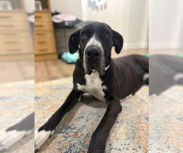 Medium Photo #3 Great Dane Puppy For Sale in Bullard, TX, USA