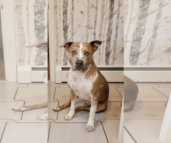 Medium Photo #2 Mutt Puppy For Sale in Westwood, NJ, USA