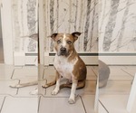 Small #1 Mutt