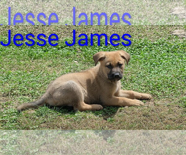 Medium Photo #3 Mutt Puppy For Sale in Sandy, UT, USA
