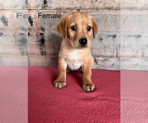 Labrador Retriever Puppy for Sale in VERMONTVILLE, Michigan USA