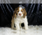 Small Photo #3 Cocker Spaniel Puppy For Sale in WARSAW, IN, USA
