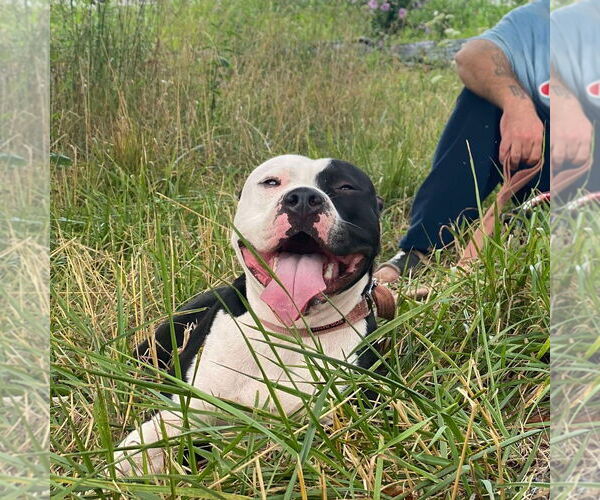 Medium Photo #4 Mutt Puppy For Sale in Lewistown, PA, USA