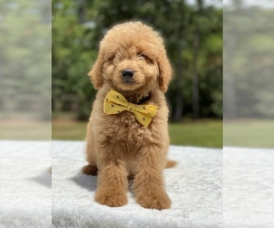 Goldendoodle Puppy for sale in FROSTPROOF, FL, USA