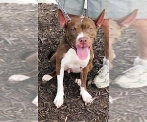 Holly *Adopt or Foster* - Female Mutt Dog for Adoption - Photo #4