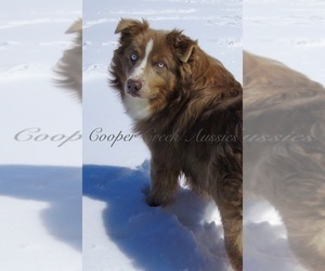 Father of the Miniature American Shepherd puppies born on 09/22/2022