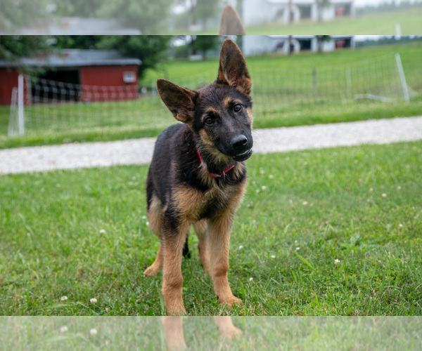 Medium Photo #11 German Shepherd Dog Puppy For Sale in SALEM, IN, USA