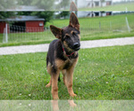 Puppy Beth German Shepherd Dog