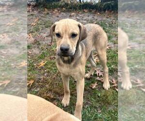 Boxador Dogs for adoption in Aurora, IN, USA