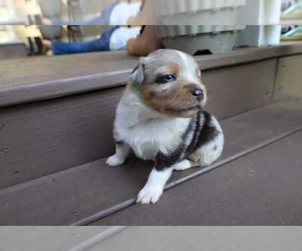 Medium Photo #3 Miniature Australian Shepherd Puppy For Sale in DAWSON, GA, USA