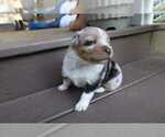 Small #2 Miniature Australian Shepherd