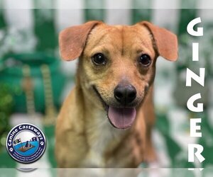 Chiweenie Dogs for adoption in Arcadia, FL, USA