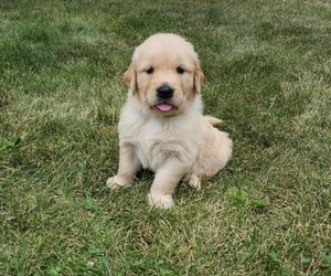 Golden Retriever Puppy for sale in CONGERVILLE, IL, USA