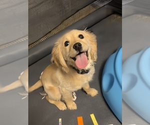 Cavalier King Charles Spaniel-English Cream Golden Retriever Mix Puppy for sale in COLUMBUS, OH, USA