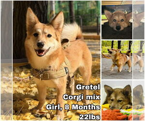 Mutt Dogs for adoption in Seattle, WA, USA