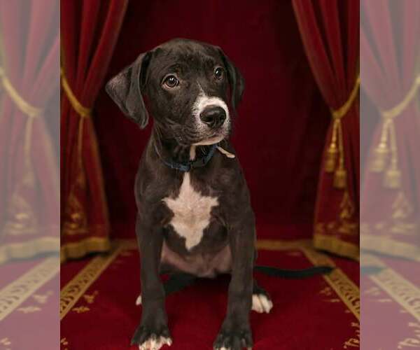 Medium Photo #7 Bulldog-Unknown Mix Puppy For Sale in Talladega, AL, USA