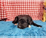 Small #4 Golden Mountain Dog