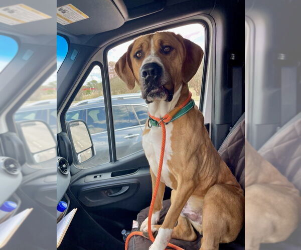 Medium Photo #6 Great Dane-Labrador Retriever Mix Puppy For Sale in Brewster, NY, USA