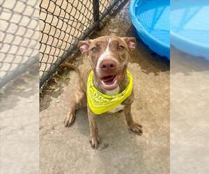 Pointer-Unknown Mix Dogs for adoption in Tulsa, OK, USA