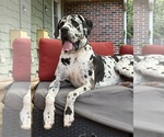Small #3 Great Dane