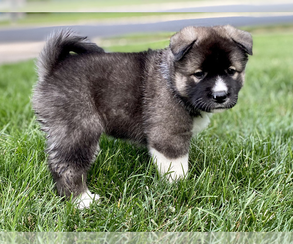 Medium Photo #1 Akita Puppy For Sale in GREELEY, CO, USA