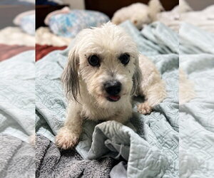 Cereza (Cherry) - Female Shih Apso Dog for Adoption - Photo #7